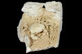 Fossil Crab (Potamon) Preserved in Travertine - Turkey #121387-2